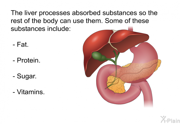 The liver processes absorbed substances so the rest of the body can use them. Some of these substances include:  Fat. Protein. Sugar. Vitamins.