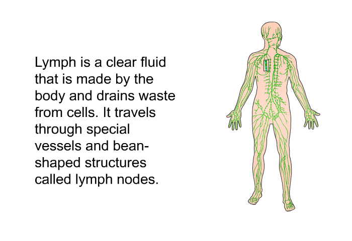 Lymph is a clear fluid that is made by the body and drains waste from cells. It travels through special vessels and bean-shaped structures called lymph nodes.