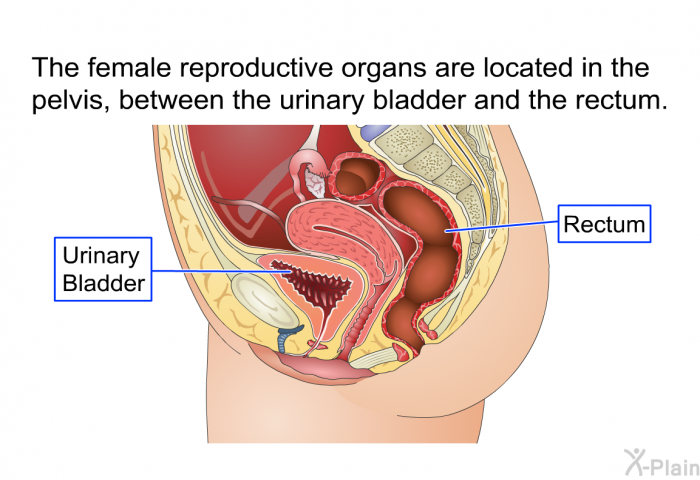 The female reproductive organs are located in the pelvis, between the urinary bladder and the rectum.