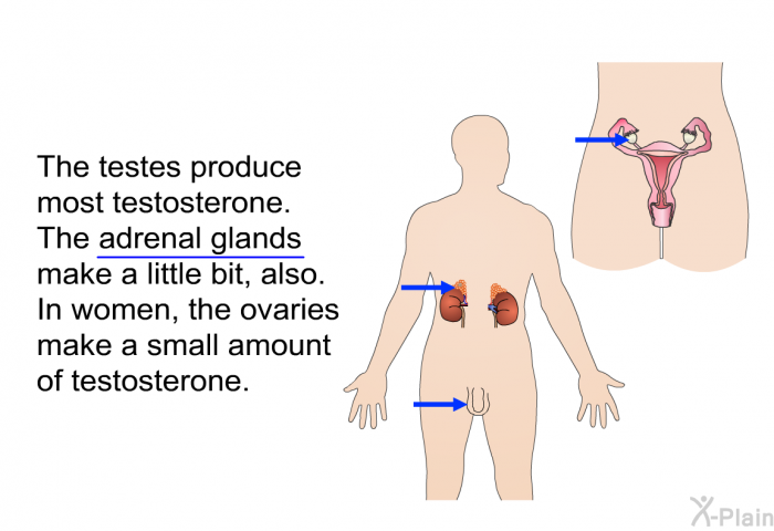 The testes produce most testosterone. The adrenal glands make a little bit, also. In women, the ovaries make a small amount of testosterone.