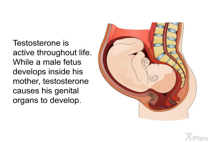 Testosterone is active throughout life. While a male fetus develops inside his mother, testosterone causes his genital organs to develop.