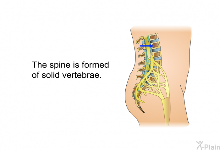 The spine is formed of solid vertebrae.