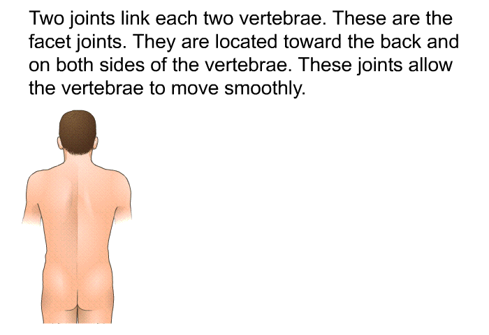 Two joints link each two vertebrae. These are the facet joints. They are located toward the back and on both sides of the vertebrae. These joints allow the vertebrae to move smoothly.