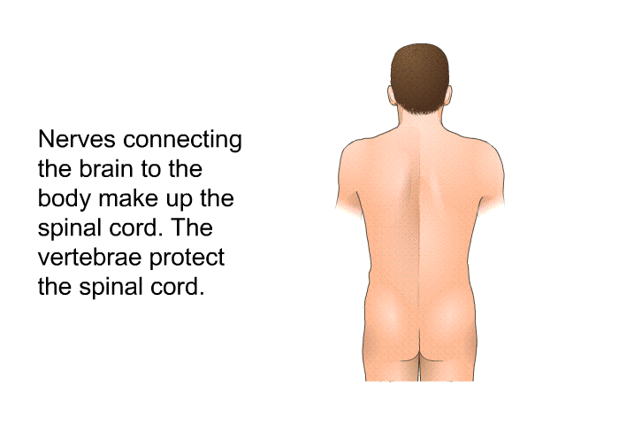 Nerves connecting the brain to the body make up the spinal cord. The vertebrae protect the spinal cord.