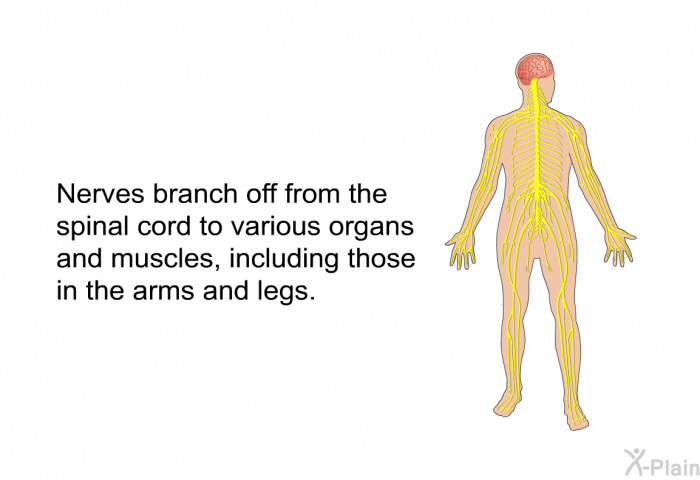 Nerves branch off from the spinal cord to various organs and muscles, including those in the arms and legs.