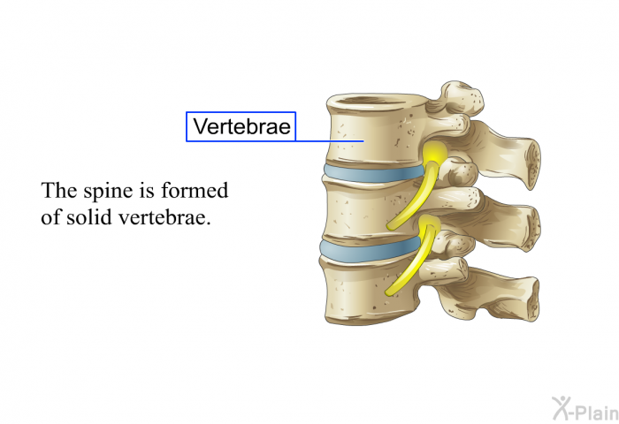 The spine is formed of solid vertebrae.