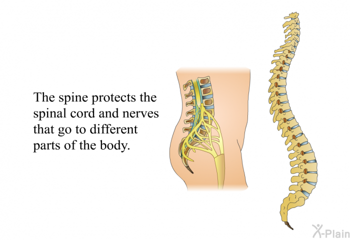 The spine protects the spinal cord and nerves that go to different parts of the body.