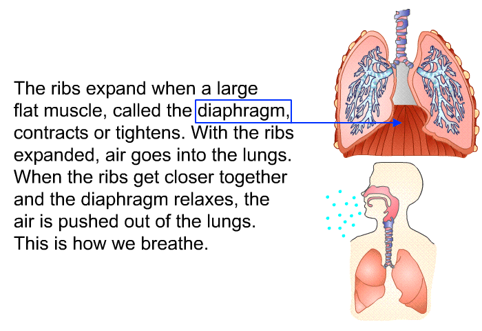 The ribs expand when a large flat muscle, called the diaphragm, contracts or tightens. With the ribs expanded, air goes into the lungs. When the ribs get closer together and the diaphragm relaxes, the air is pushed out of the lungs. This is how we breathe.