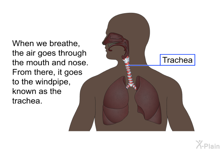 When we breathe, the air goes through the mouth and nose. From there, it goes to the windpipe, known as the trachea.
