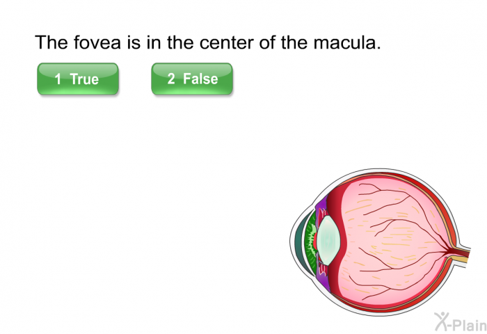 The fovea is in the center of the macula.