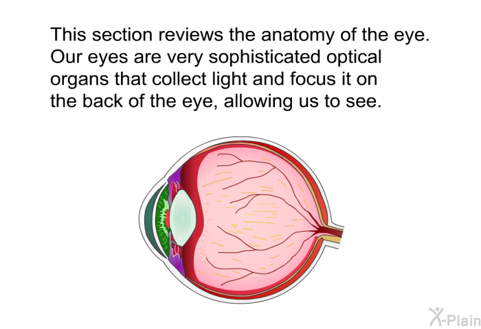 This section reviews the anatomy of the eye. Our eyes are very sophisticated optical organs that collect light and focus it on the back of the eye, allowing us to see.