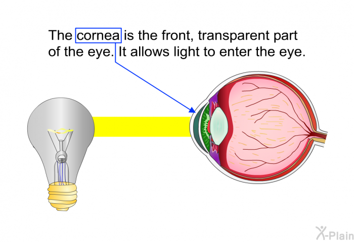 The cornea is the front, transparent part of the eye. It allows light to enter the eye.