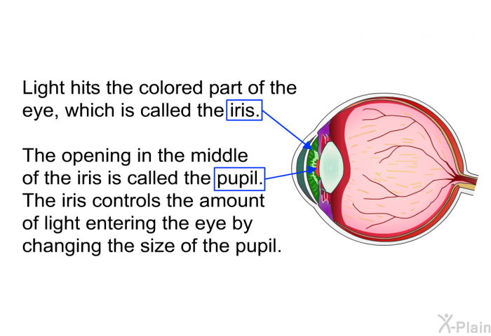 Light hits the colored part of the eye, which is called the iris. The opening in the middle of the iris is called the pupil. The iris controls the amount of light entering the eye by changing the size of the pupil.