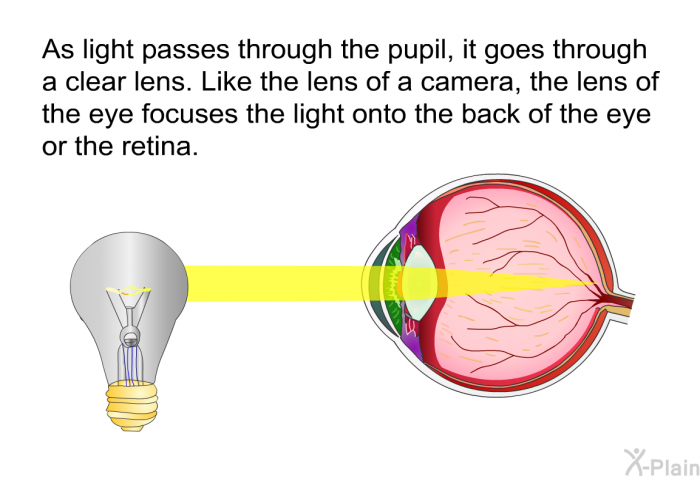 As light passes through the pupil, it goes through a clear lens. Like the lens of a camera, the lens of the eye focuses the light onto the back of the eye or the retina.