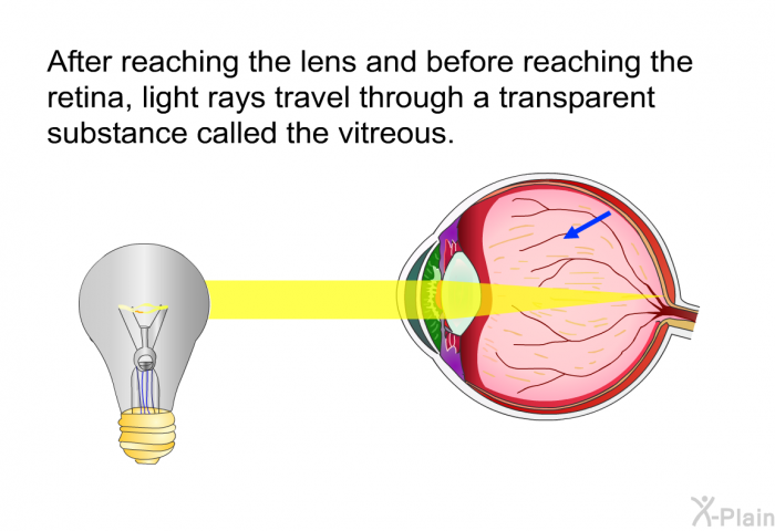 After reaching the lens and before reaching the retina, light rays travel through a transparent substance called the vitreous.