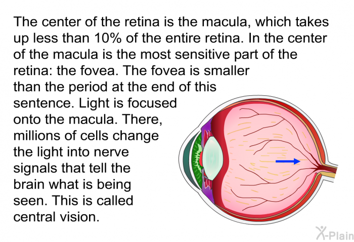 The center of the retina is the macula, which takes up less than 10% of the entire retina. In the center of the macula is the most sensitive part of the retina: the fovea. The fovea is smaller than the period at the end of this sentence. Light is focused onto the macula. There, millions of cells change the light into nerve signals that tell the brain what is being seen. This is called central vision.