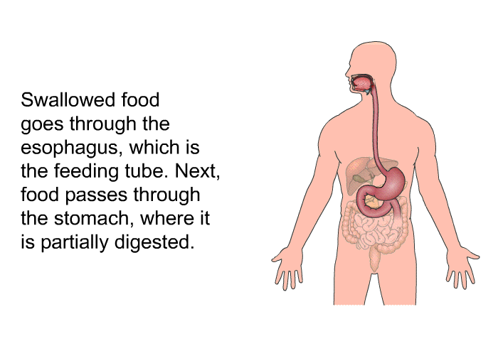 Swallowed food goes through the esophagus, which is the feeding tube. Next, food passes through the stomach, where it is partially digested.