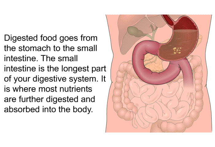 Digested food goes from the stomach to the small intestine. The small intestine is the longest part of your digestive system. It is where most nutrients are further digested and absorbed into the body.