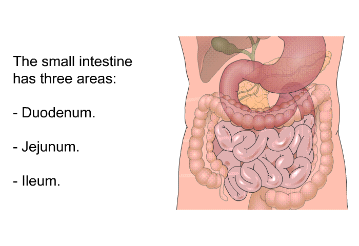 The small intestine has three areas:  Duodenum. Jejunum. Ileum.