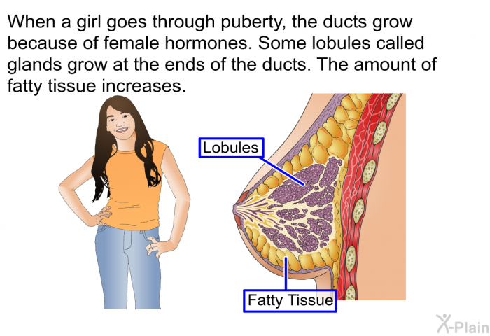 When a girl goes through puberty, the ducts grow because of female hormones. Some lobules called glands grow at the ends of the ducts. The amount of fatty tissue increases.