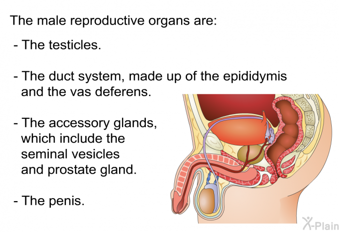 The male reproductive organs are:  The testicles. The duct system, made up of the epididymis and the vas deferens. The accessory glands, which include the seminal vesicles and prostate gland. The penis.