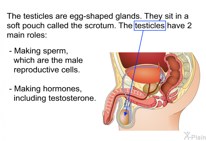 The testicles are egg-shaped glands. They sit in a soft pouch called the scrotum. The testicles have 2 main roles:  Making sperm, which are the male reproductive cells. Making hormones, including testosterone.
