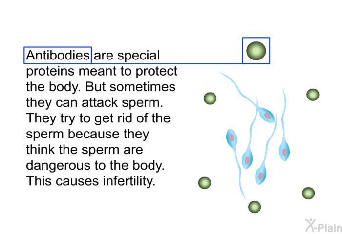 Antibodies are special proteins meant to protect the body. But sometimes they can attack sperm. They try to get rid of the sperm because they think the sperm are dangerous to the body. This causes infertility.