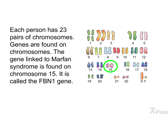 Each person has 23 pairs of chromosomes. Genes are found on chromosomes. The gene linked to Marfan syndrome is found on chromosome 15. It is called the FBN1 gene.