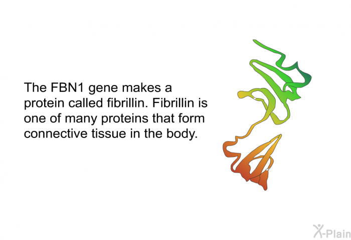 The FBN1 gene makes a protein called fibrillin. Fibrillin is one of many proteins that form connective tissue in the body.