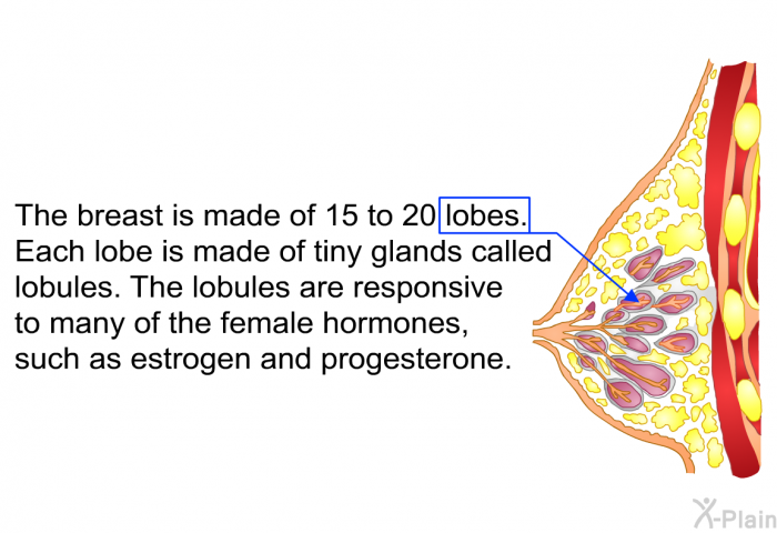 The breast is made of 15 to 20 lobes. Each lobe is made of tiny glands called lobules. The lobules are responsive to many of the female hormones, such as estrogen and progesterone.