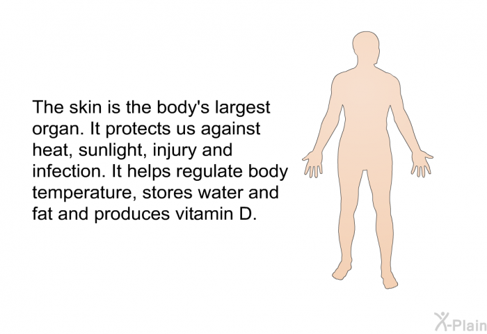 The skin is the body's largest organ. It protects us against heat, sunlight, injury and infection. It helps regulate body temperature, stores water and fat and produces vitamin D.