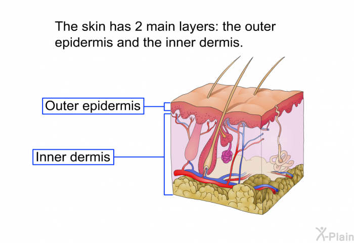 The skin has 2 main layers: the outer epidermis and the inner dermis.
