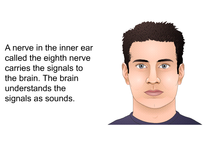 A nerve in the inner ear called the eighth nerve carries the signals to the brain. The brain understands the signals as sounds.