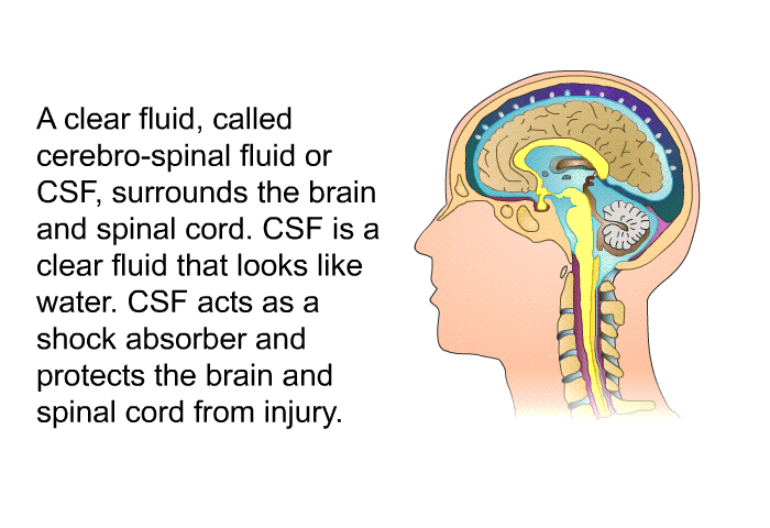 A clear fluid, called cerebro-spinal fluid or CSF, surrounds the brain and spinal cord. CSF is a clear fluid that looks like water. CSF acts as a shock absorber and protects the brain and spinal cord from injury.