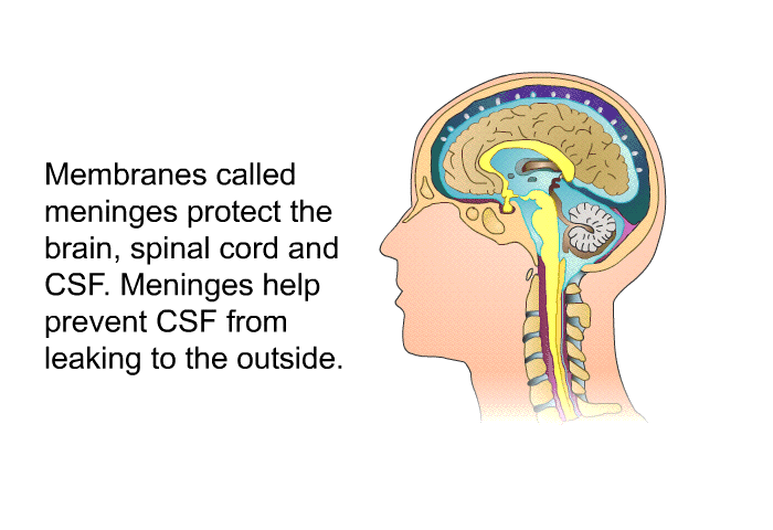 Membranes called meninges<I> </I>protect the brain, spinal cord and CSF. Meninges help prevent CSF from leaking to the outside.