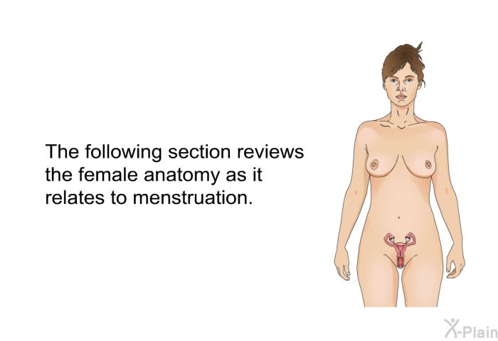 The following section reviews the female anatomy as it relates to menstruation.