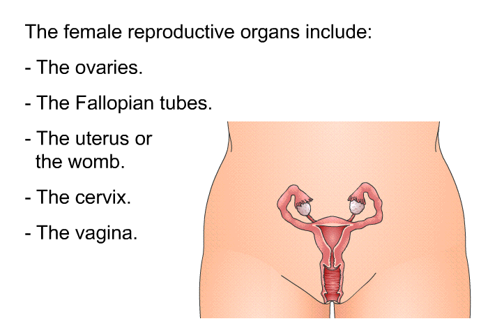The female reproductive organs include:  The ovaries. The Fallopian tubes. The uterus or the womb. The cervix. The vagina.