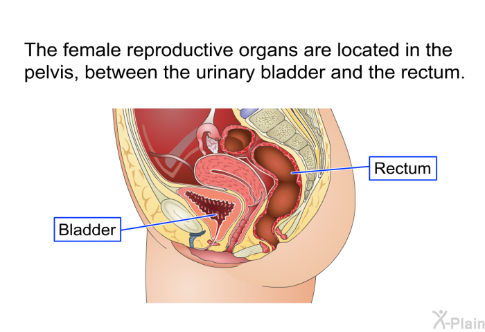 The female reproductive organs are located in the pelvis, between the urinary bladder and the rectum.