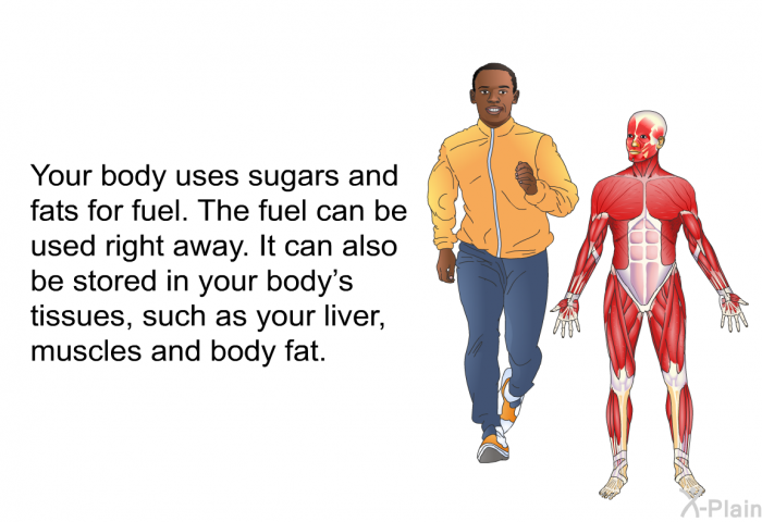 Your body uses sugars and fats for fuel. The fuel can be used right away. It can also be stored in your body's tissues, such as your liver, muscles and body fat.