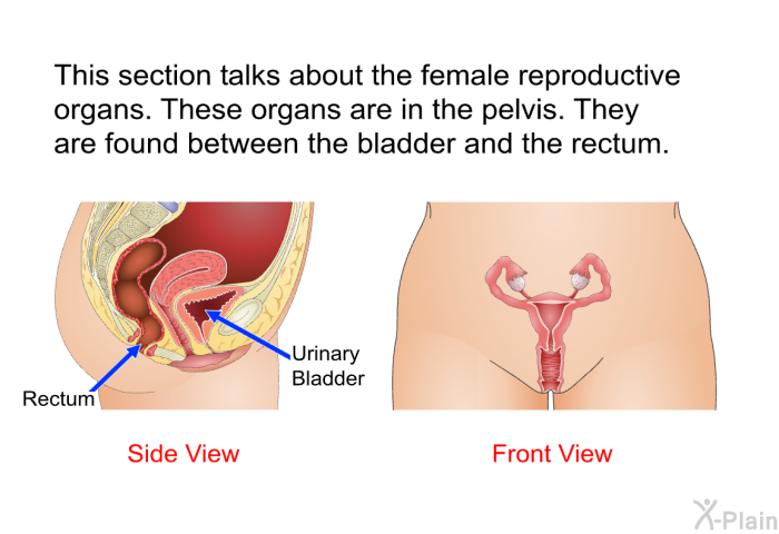 This section talks about the female reproductive organs. These organs are in the pelvis. They are found between the bladder and the rectum.