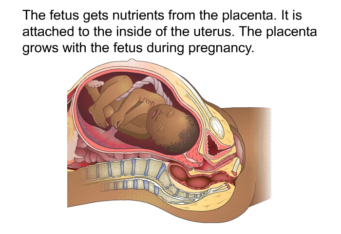 The fetus gets nutrients from the placenta. It is attached to the inside of the uterus. The placenta grows with the fetus during pregnancy.
