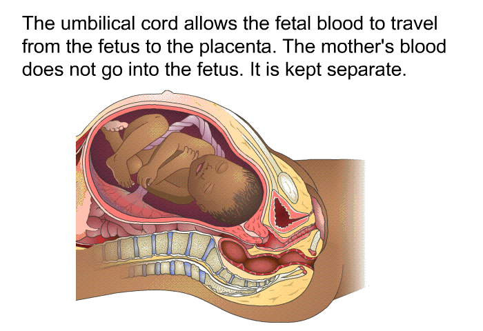 The umbilical cord allows the fetal blood to travel from the fetus to the placenta. The mother's blood does not go into the fetus. It is kept separate.
