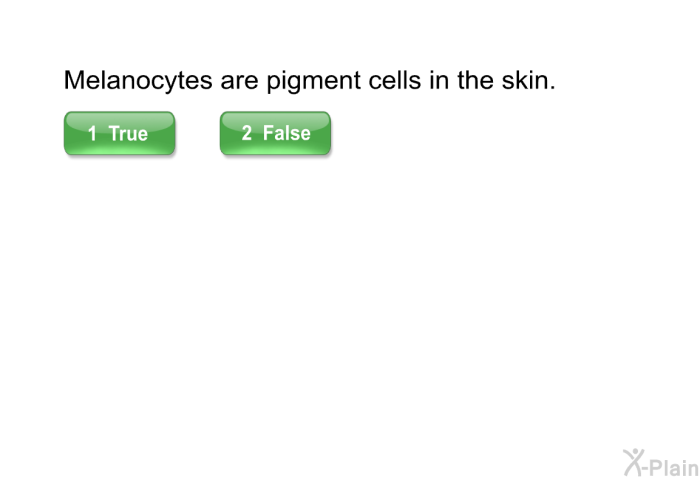Melanocytes are pigment cells in the skin.
