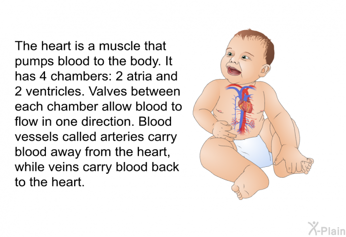 The heart is a muscle that pumps blood to the body. It has 4 chambers: 2 atria and 2 ventricles. Valves between each chamber allow blood to flow in one direction. Blood vessels called arteries carry blood away from the heart, while veins carry blood back to the heart.