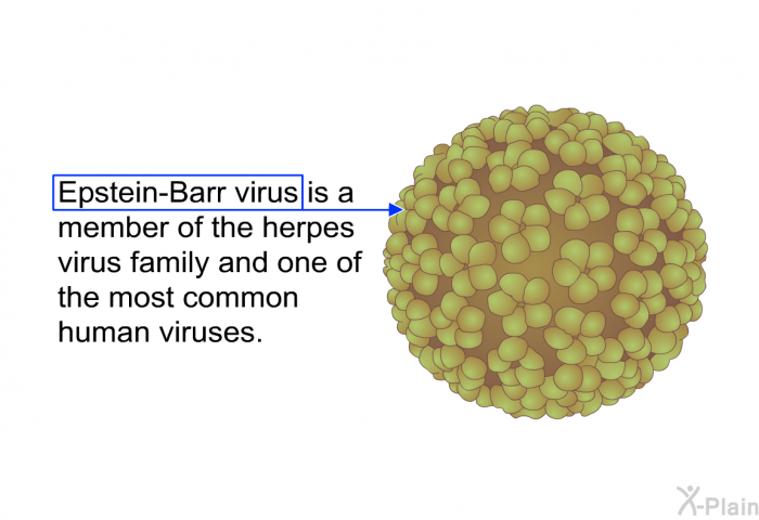 Epstein-Barr virus is a member of the herpes virus family and one of the most common human viruses.