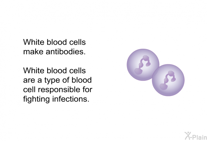 White blood cells make antibodies. White blood cells are a type of blood cell responsible for fighting infections.