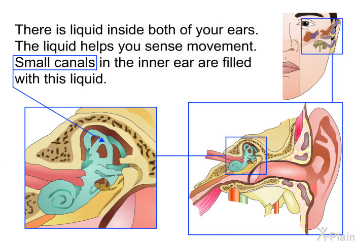 There is liquid inside both of your ears. The liquid helps you sense movement. Small canals in the inner ear are filled with this liquid.