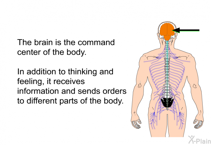The brain is the command center of the body. In addition to thinking and feeling, it receives information and sends orders to different parts of the body.