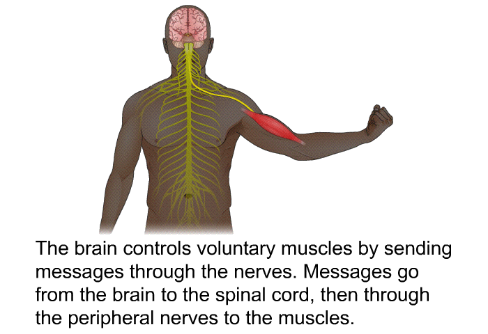 The brain controls voluntary muscles by sending messages through the nerves. Messages go from the brain to the spinal cord, then through peripheral nerves to the muscles.