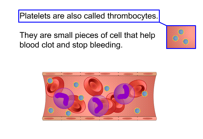 Platelets<B> </B>are also called thrombocytes. They are small pieces of cell that help blood clot and stop bleeding.